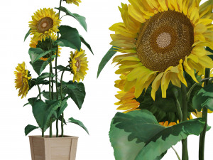 Plants collection 559 3D 模型