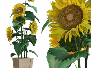 Коллекция растений 559 3D Модель