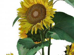 Plants collection 559 Model 3D
