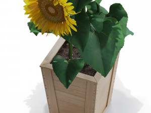 Plants collection 559 Model 3D