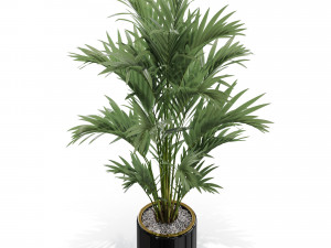 Plants collection 560 3D Model