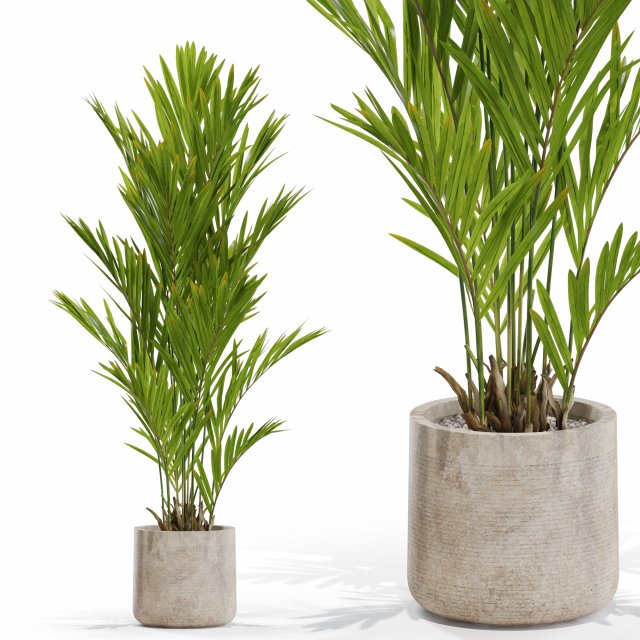 Plants collection 561 Model 3D .c4d .max .obj .3ds .fbx .stl .blend