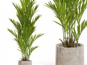 Plants collection 561 Modelo 3D