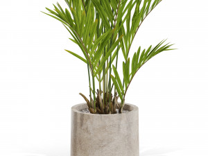 Plants collection 561 Model 3D