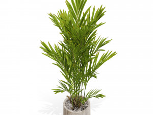 Plants collection 561 Model 3D