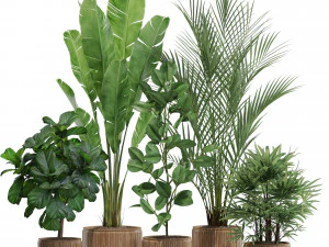 Коллекция растений 562 3D Модель