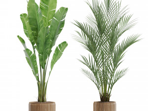 Plants collection 562 Model 3D