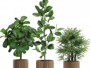 Plants collection 562 Model 3D