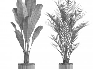 Plants collection 562 Model 3D