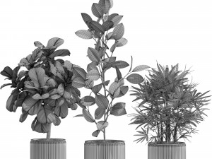 Plants collection 562 Model 3D