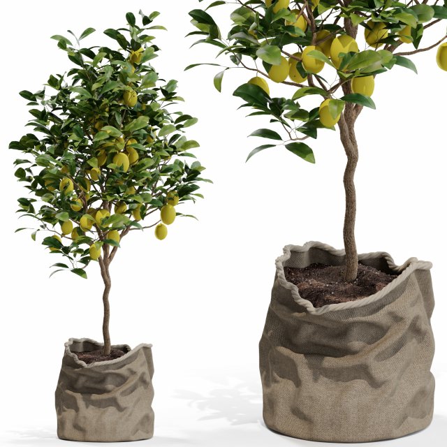 Plants collection 563 Model 3D .c4d .max .obj .3ds .fbx .stl .blend 