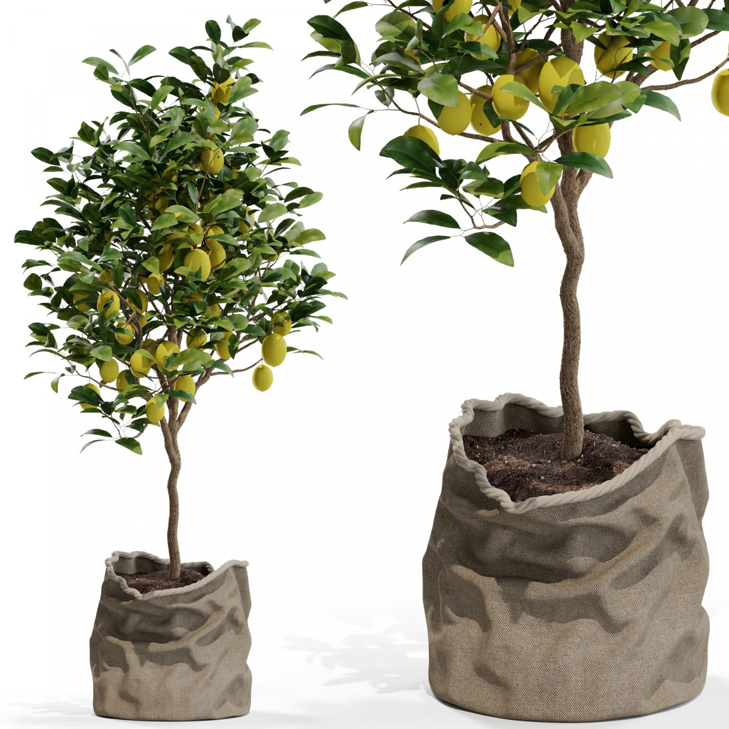 Plants collection 563 3D Model .c4d .max .obj .3ds .fbx .stl .blend