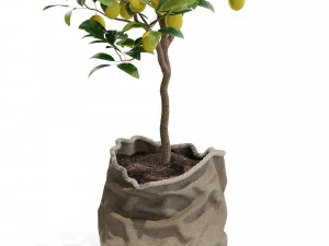 Plants collection 563 3D Model