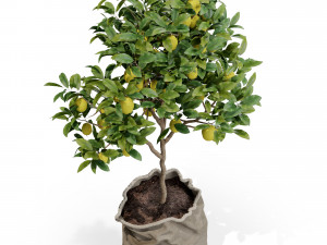 Plants collection 563 Model 3D