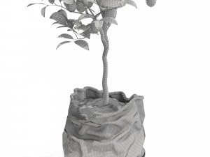 Plants collection 563 Model 3D