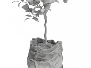 Plants collection 563 3D Model