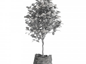 Plants collection 563 Model 3D