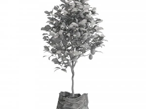 Plants collection 563 3D Model