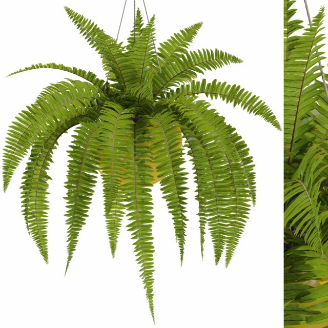 Plants collection 565 3Dモデル .c4d .max .obj .3ds .fbx .stl .blend 