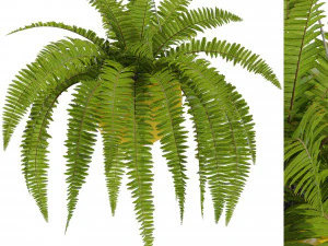 Collezione piante 565 Modello 3D