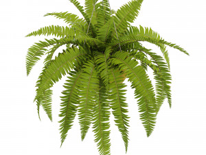 Plants collection 565 3Dモデル