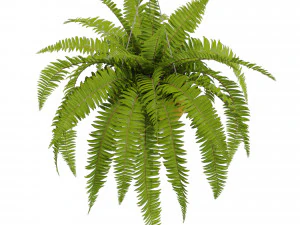 식물채집 565 3D 모델