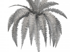 Plants collection 565 3Dモデル