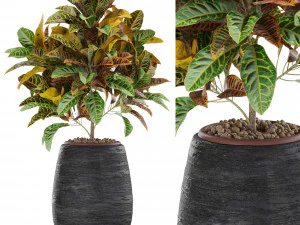 Cole&ccedil;&atilde;o de plantas 566 Modelo 3D