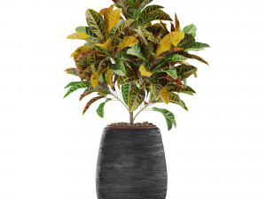 Plants collection 566 3D Модель