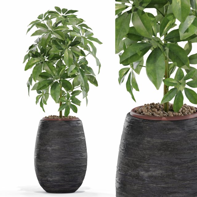 Plants collection 567 Model 3D .c4d .max .obj .3ds .fbx .stl .blend 