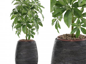 Plants collection 567 3D Model