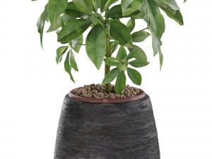 Plants collection 567 Model 3D