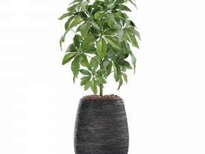 Plants collection 567 Model 3D