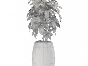 Plants collection 567 Model 3D