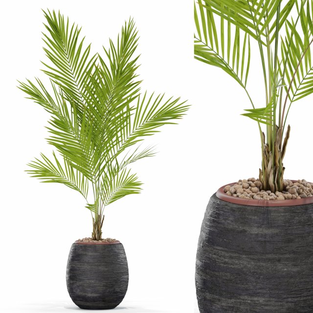 Plants collection 568 Model 3D .c4d .max .obj .3ds .fbx .stl .blend 