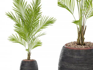 Plants collection 568 3D Model