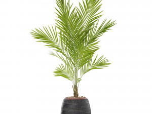 Plants collection 568 Model 3D