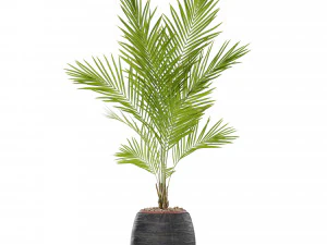 Plants collection 568 3D Model