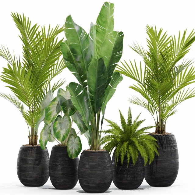 Plants collection 569 3D 모델 .c4d .max .obj .3ds .fbx .stl .blend 