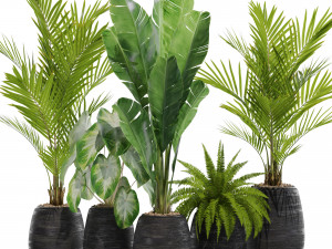 Plants collection 569 3D 모델