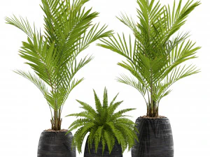 Plants collection 569 3D Model