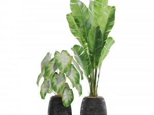 Plants collection 569 3D Model