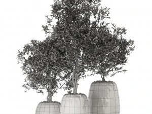Plants collection 570 3D Model