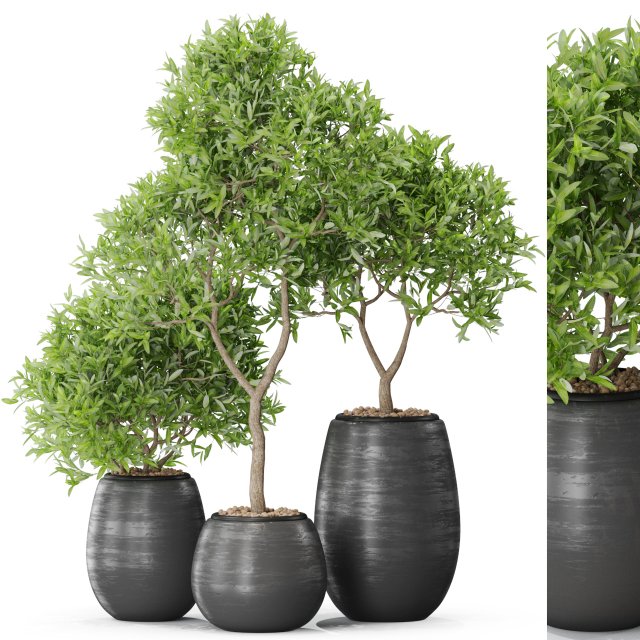 Plants collection 571 3D Modell .c4d .max .obj .3ds .fbx .stl .blend 