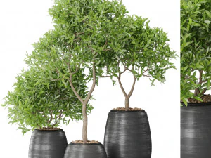 Коллекция растений 571 3D Модель