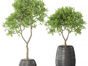 Plants collection 571 3D Modell