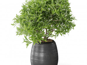 Plants collection 571 3D Modell