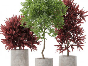 Plants collection 572 3D Model