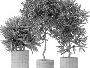 Plants collection 572 Modelo 3D