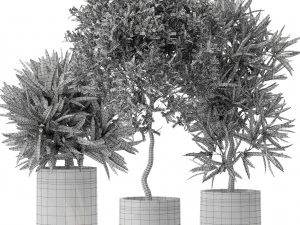 Plants collection 572 3D Model